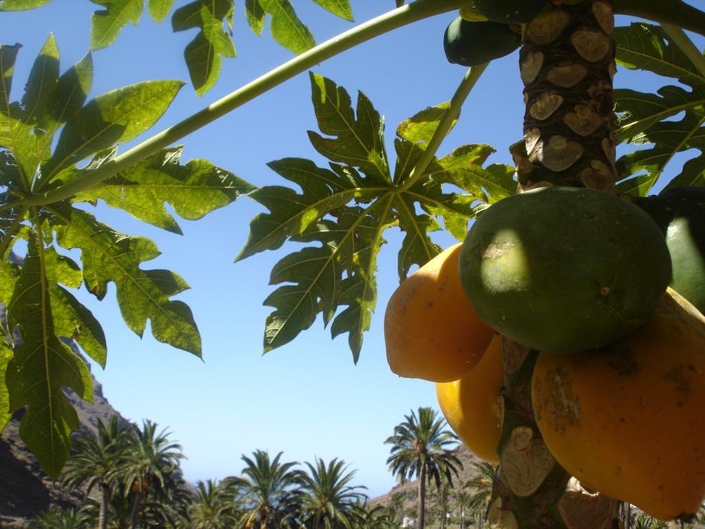 Goyo Gomera Apartments Valle Gran Rey Εξωτερικό φωτογραφία