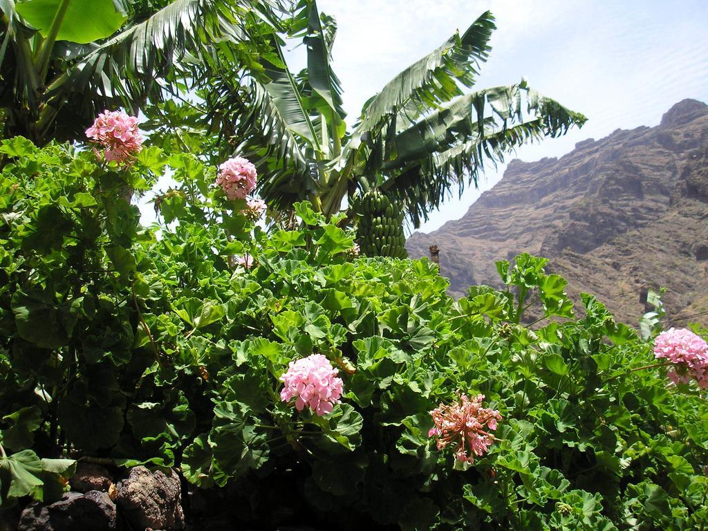 Goyo Gomera Apartments Valle Gran Rey Εξωτερικό φωτογραφία