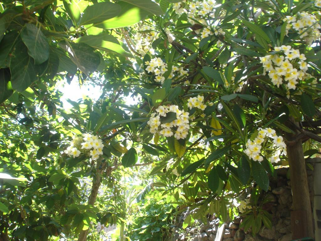 Goyo Gomera Apartments Valle Gran Rey Εξωτερικό φωτογραφία
